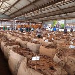 Farmers Cry Foul Over High Tobacco Bale Rejections in Lilongwe