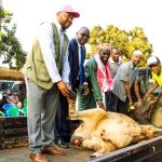 30 Cattle Distributed by Dr Jane Ansah Foundation for Eid Al-Adha in Malawi
