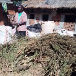 Man fined K1 million for cultivating cannabis in Chitipa