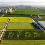China’s Ninth Farmers’ Harvest Festival Highlights Agricultural Progress and Malawi Cooperation