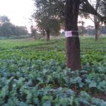 Rumphi Farms Show Strong Growth After Jane Ansah Foundation Support